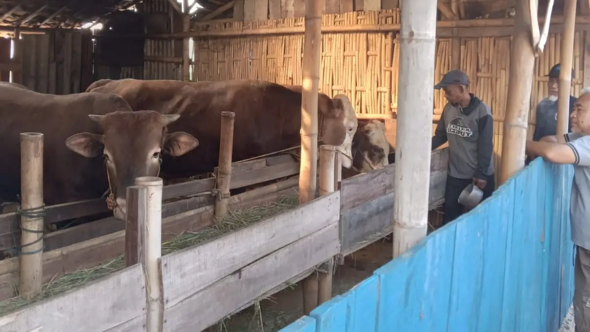 Kandang ternak sapi di Polokarto, Sukoharjo. (Iwan Kawul/Radar Solo)
