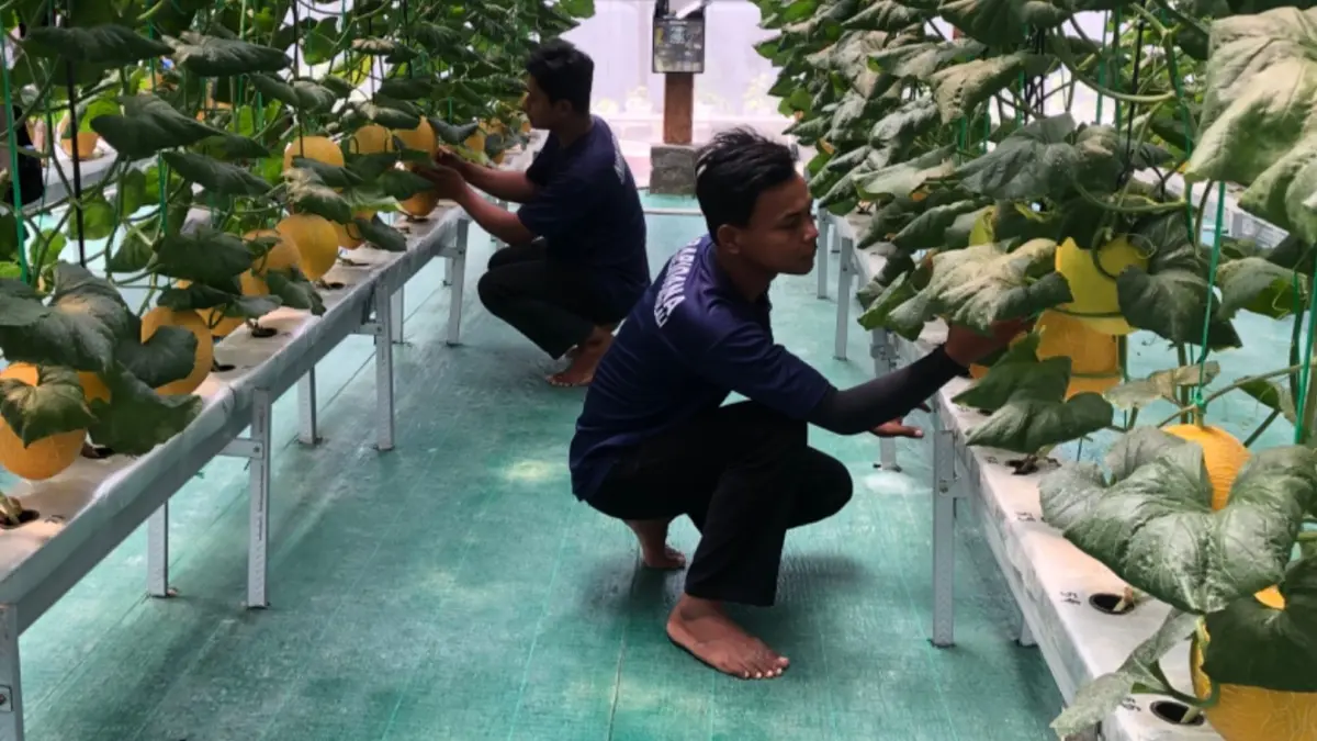 Rutan Kelas IIB Boyolali menyiapkan program wisata petik melon di area greenhouse, sebagai bagian dari pembinaan kemandirian warga binaan. (ABDUL KHOFID/RADAR SOLO)