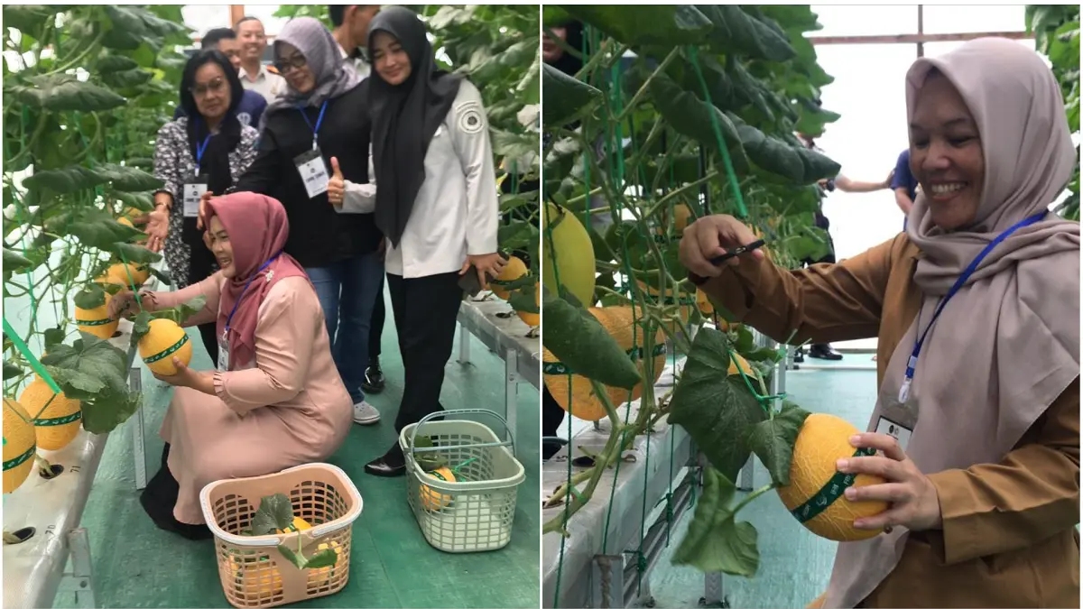 Rutan Boyolali membuka akses bagi masyarakat umum untuk menikmati wisata petik melon langsung di dalam area greenhouse rutan. (ABDUL KHOFID/RADAR SOLO)
