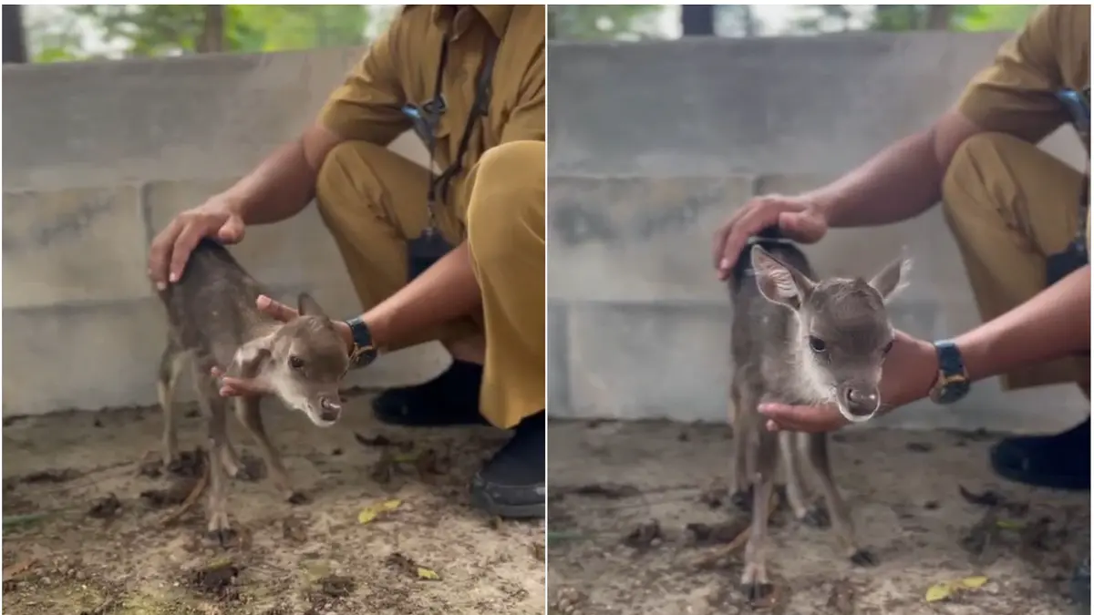 Koleksi satwa yang dikelola DLH Boyolali bertambah setelah lahirnya seekor bayi rusa timor, Minggu (10/5/2026) pagi. (ABDUL KHOFID/RADAR SOLO)
