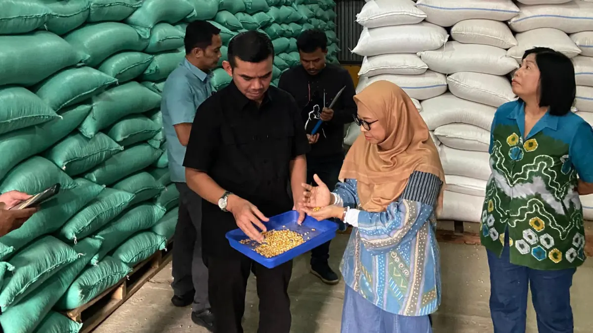 Stok jagung di Bulog masih aman penuhi kebutuhan pakan ternak. 