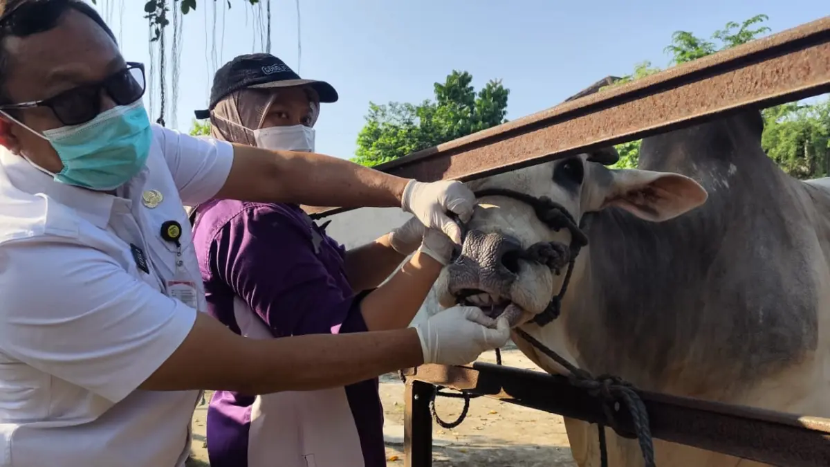 BERKALA: Petugas Distankan Sukoharjo memeriksa kesehatan sapi kurban di Pasar Hewan Bekonang, Mojolaban, Rabu (13/5). (Iwan Kawul/Radar Solo)