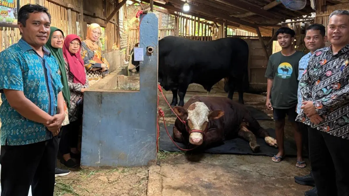 Sapi simental milik warga Kerjo, Karanganyar yang dibeli Presiden Prabowo Subianto untuk Idul Adha. (Rudi Hartono/Radar Solo)