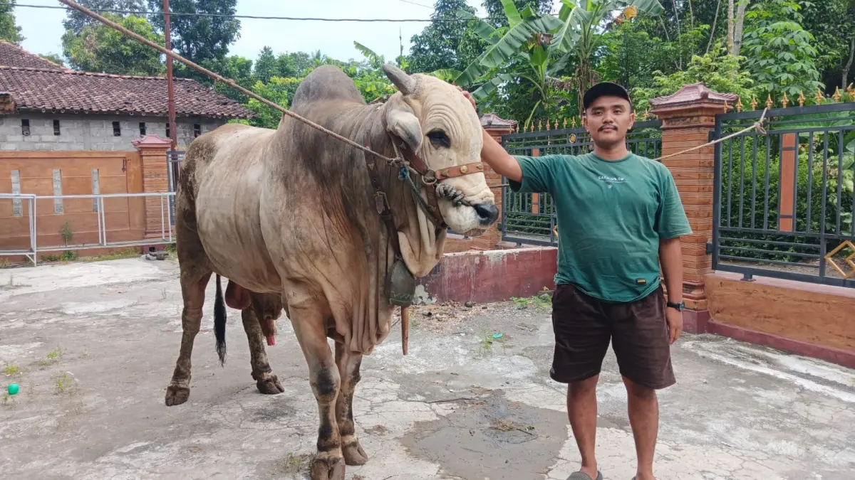 Sapi Bima Seta bersama pemiliknya di Desa Dompyongan, Kecamatan Jogonalan, Klaten. (Angga Purenda/Radar Solo)