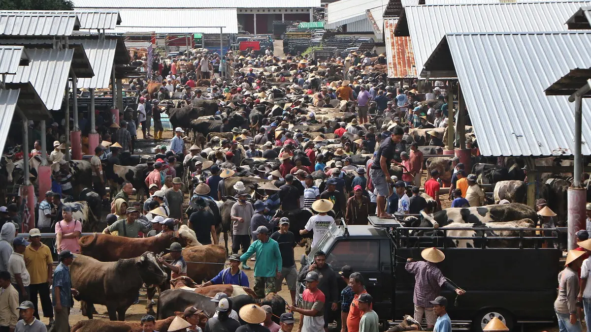 Transaksi perdagangan hewan ternak di Pasar Hewan Sunggingan di Desa Jelok, Kecamatan Cepogo, Boyolali membeludak. Ribuan sapi dari berbagai daerah masuk pasar pada Jumat (15/5/2026). (ARIEF BUDIMAN/RADAR SOLO) 