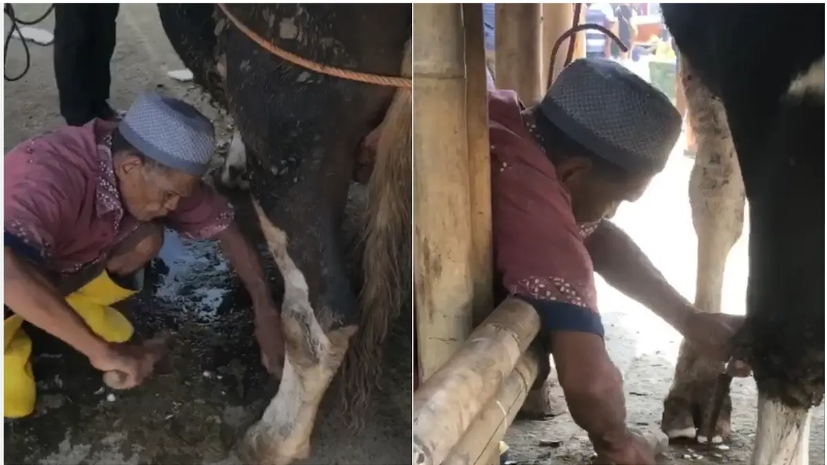 Mbah Darmo Semin merapikan kuku sapi di Pasar Hewan Jelok, Cepogo, Boyolali. Pekerjaan ini sudah ditekuninya sejak 1980. (ABDUL KHOFID/RADAR SOLO)