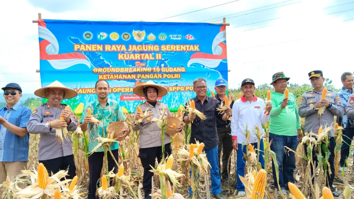 Panen Raya Jagung di Nguter, Polres Sukoharjo Dukung Swasembada Pangan Nasional