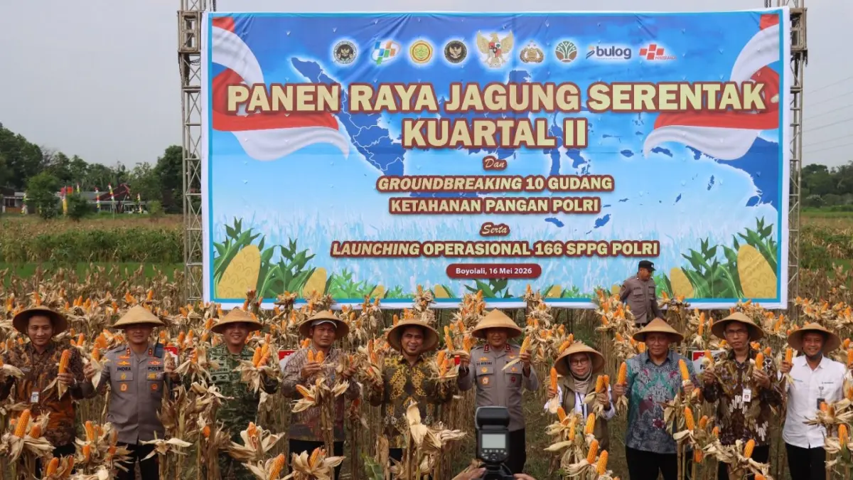 Panen Raya Jagung Serentak Kuartal II Tahun 2026 di Dukuh Banjarsari, Desa Teras, Kabupaten Boyolali, Sabtu (16/5/2026). (ISTIMEWA)

&nbsp;