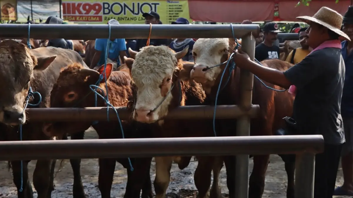 Aktivitas pedagang bersama ternak sapinya di Pasar Hewan Bekonang, Mojolaban, Sukoharjo, belum lama ini. (ARIEF BUDIMAN/RADAR SOLO)