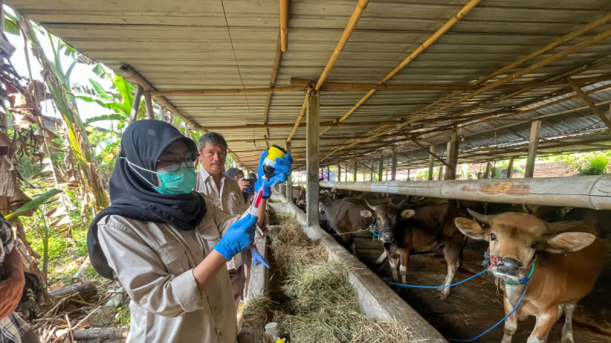 CEK: Persatuan Dokter Hewan Indonesia dan dispangtan melakukan cek kesehatan ke hewan kurban di Mojosongo, Rabu (20/5/2026). (M. IHSAN/RADAR SOLO)