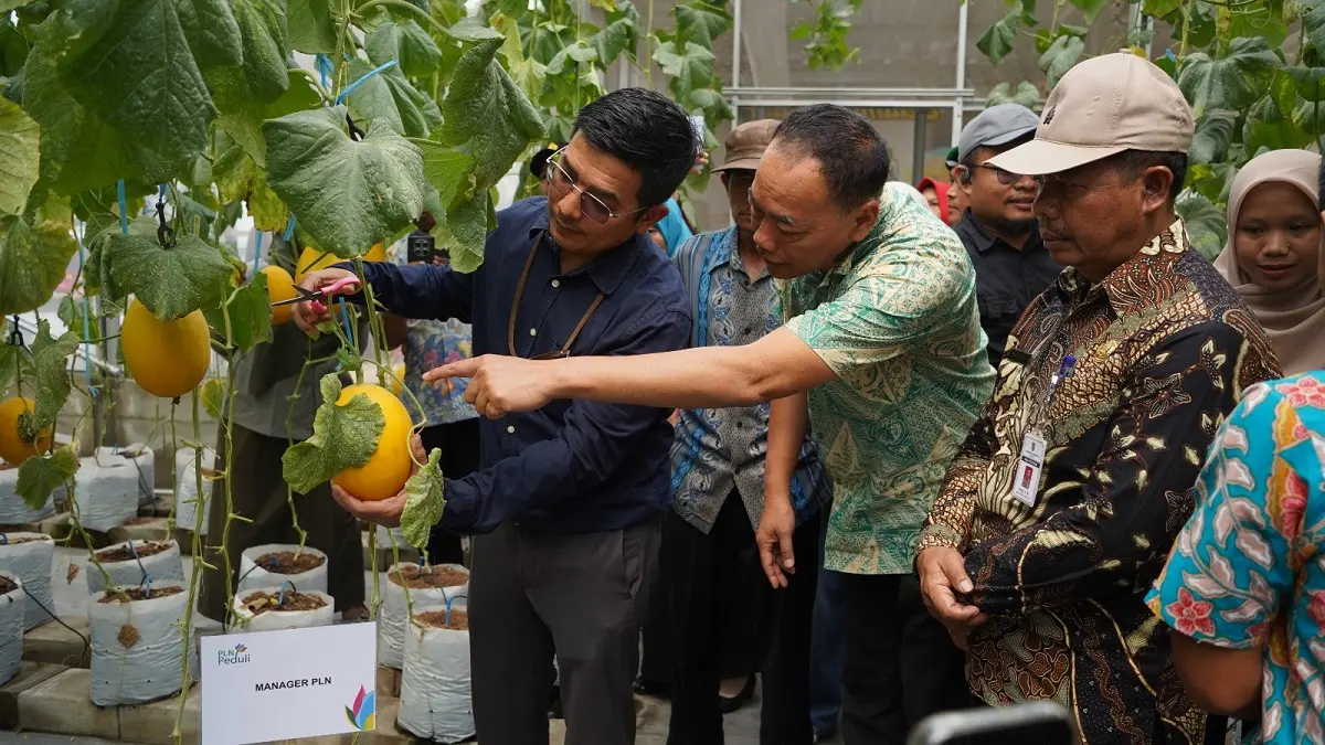 Manager PT PLN (Persero) UIP JBTB Ardo CH Situmorang (kiri) bersama Camat Boyolali Darmono dan Kepala Dinas Pertanian Boyolali Suyanta memanen melon yang dikembangkan di Melati Sakti Farm, Desa Winong, Kamis (21/5/2026).  (ABDUL KHOFID/RADAR SOLO)&nbsp;
