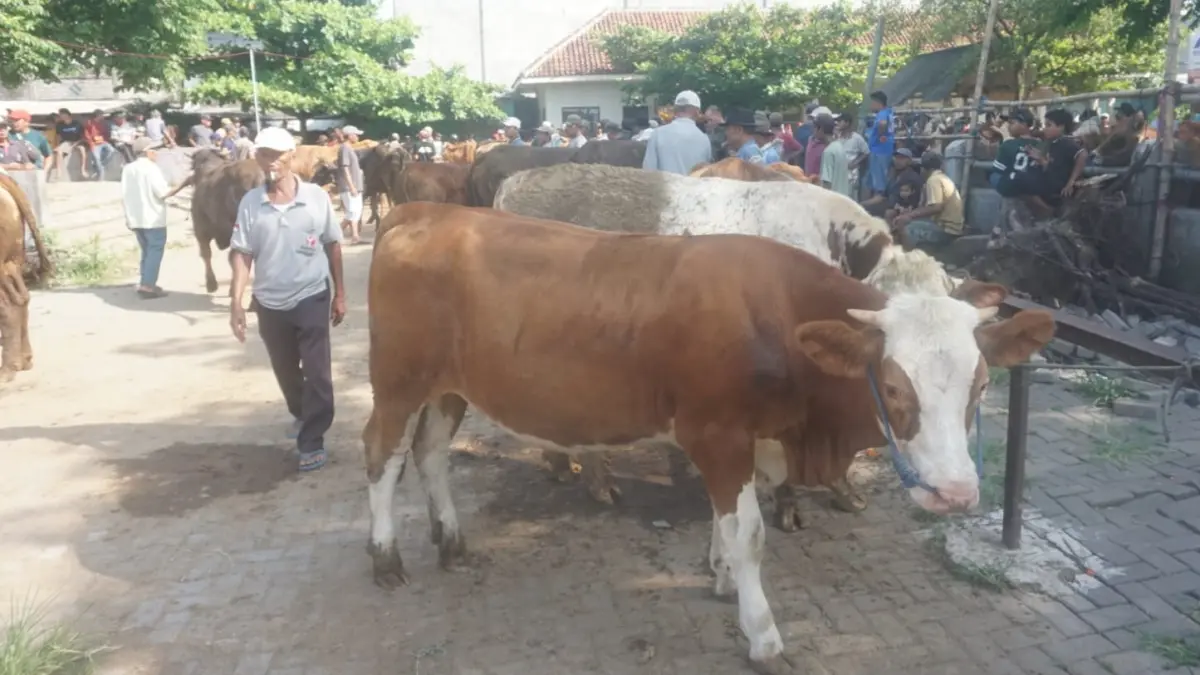 Suasana Pasar Hewan Sapi Jatinom Jelang Hari Raya Idul Adha. (Angga Purenda/Radar Solo)