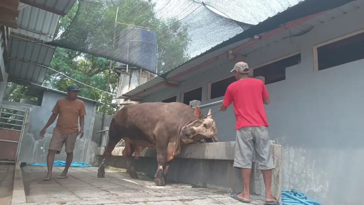 Hewan kurban yang disiapkan peternak asal Kabupaten Sukoharjo untuk Hari Raya Idul Adha. (Iwan Kawul/Radar Solo)
