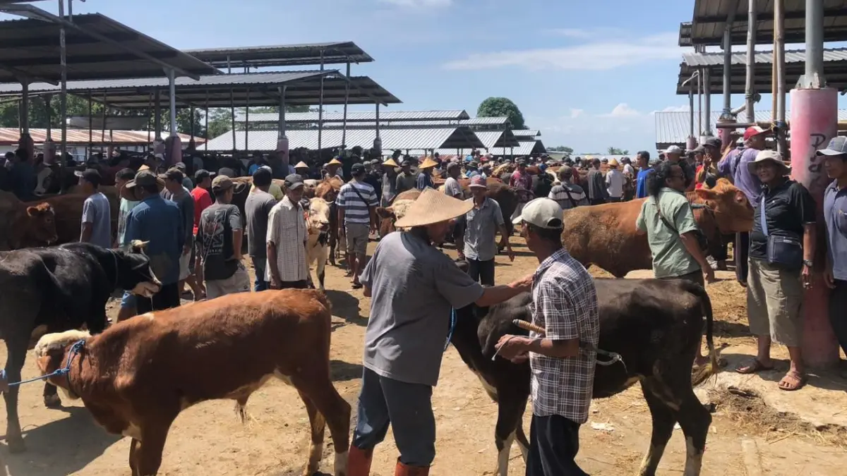 Aktivitas perdagangan hewan ternak di Pasar Hewan Jelok, Cepogo, Boyolali meningkat tajam jelang Hari Raya Idul Adha. (ABDUL KHOFID/RADAR SOLO)