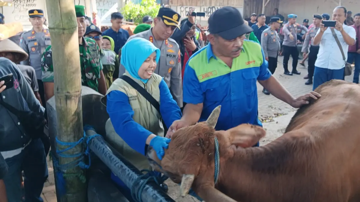 Tim dari Pusat Kesehatan Hewan (Puskeswan) Jatinom saat melakukan pemeriksaan terhadap sapi di Pasar Hewan Jatinom, Klaten. (Selasa.26/5/2026). (ANGGA PURENDA/RADAR SOLO)