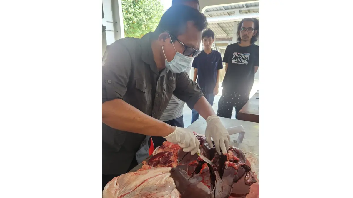 Petugas mengecek kondisi hati sapi kurban usai penyembelihan dalam momentum Hari Raya Idul Adha 1447 Hijriah di Sukoharjo, Rabu (27/5). (Iwan Kawul/Radar Solo)