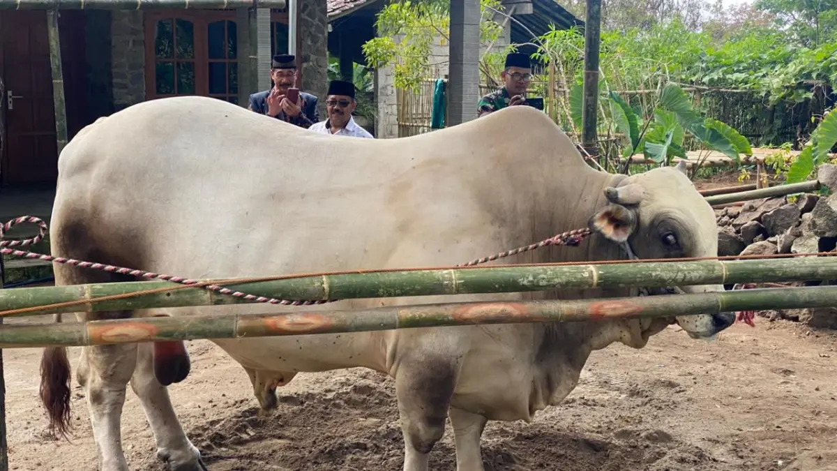  Sapi banpres yang didistribusikan ke Masjid Al-Hidayah, Dukuh Baturtowo, Desa Sangup, Tamansari, Boyolali. (ABDUL KHOFID/RADAR SOLO) 