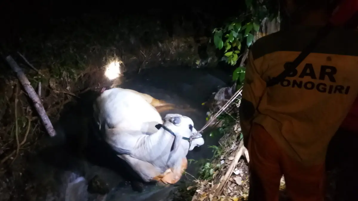 Sapi kurban milik warga Selogiri terjebak di parit sungai belakang kandang, Selasa (26/5/2026) malam. (ISTIMEWA)