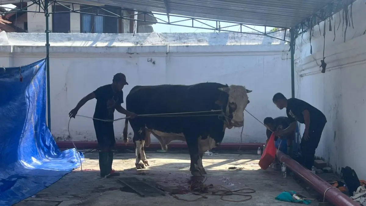 Sapi kurban Presiden Prabowo Subianto di Masjid Agung akan disembelih. (Silvester Kurniawan/Radar Solo)