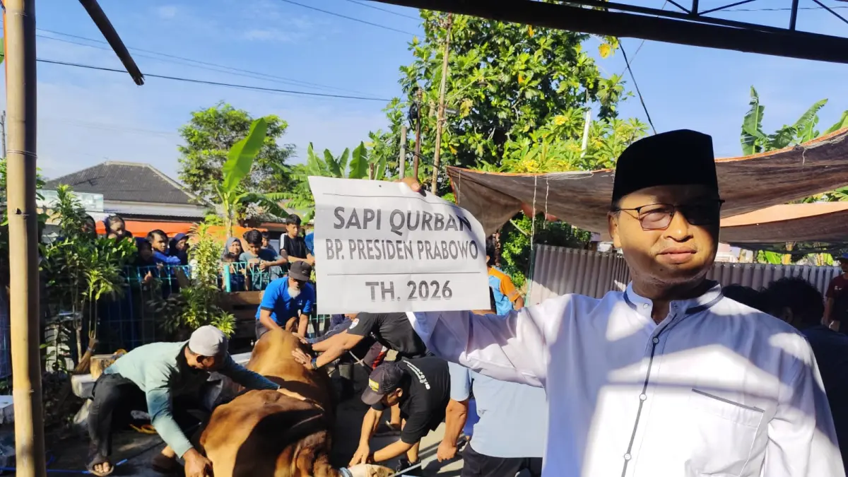 Seekor sapi berbobot 850 kilogram (kg) bantuan Presiden Prabowo disalurkan untuk Yayasan Al Mukaromah dan ditempatkan di Masjid Al Ikhlas, Desa Banaran, Grogol, Sukoharjo untuk disembelih, Rabu (27/5). (Dok. Pribari) 