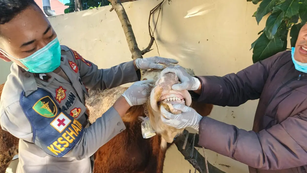 Tim Dokkes Polres Karanganyar mengecek salah satu hewan kurban masyarakat, Rabu (27/5/2026). (Rudi Hartono/Radar Solo)