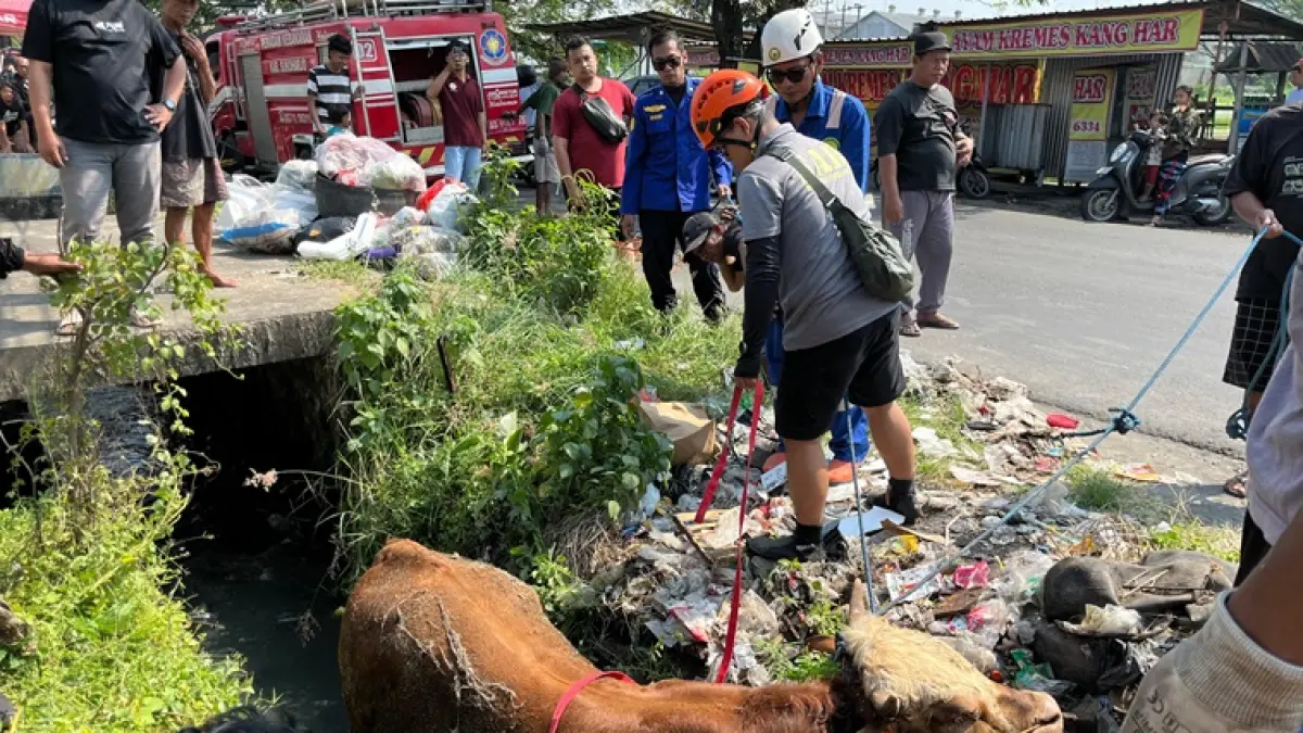 Petugas Damkar Sukoharjo, SAR, relawan, dan warga saay evakuasi sapi kurban yang lepas dan masuk parit di Jalan Kyai Mojo, Mojolaban, Kamis (28/5). (DOK. DAMKAR SUKOHARJO)