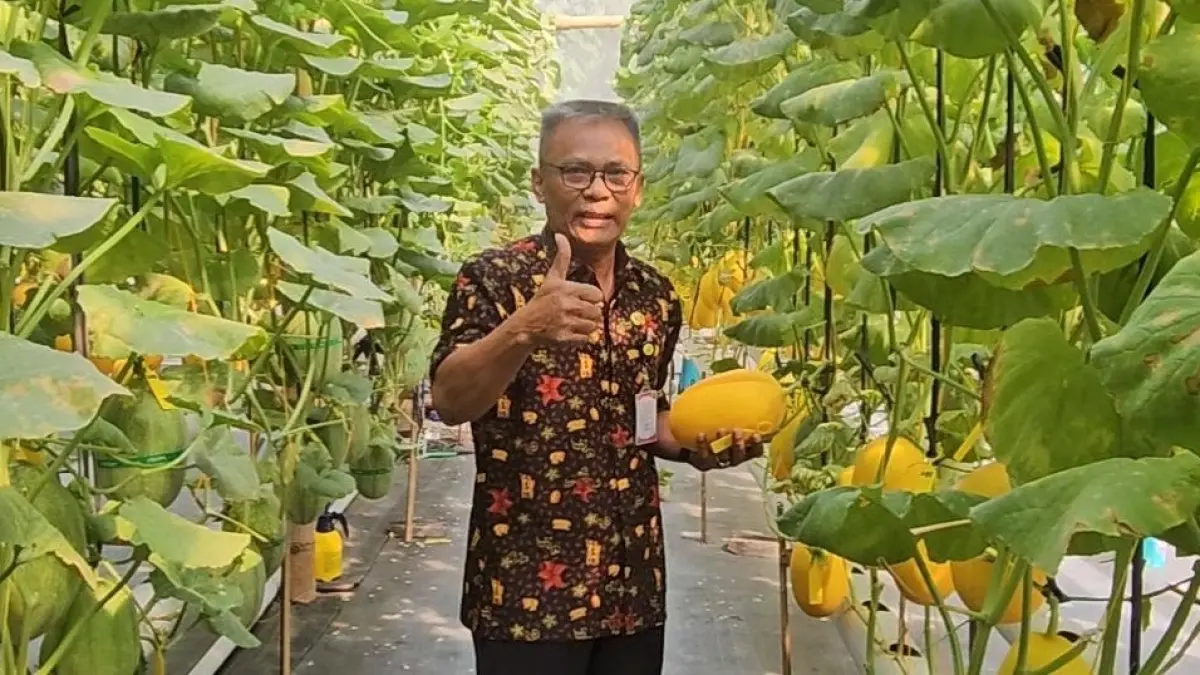 Kepala Distankan Sukoharjo Bagas Windaryatno panen melon varietas Sweet Lavender yang dikembangkan petani milenial di Mangun Farm, Desa Malangan, Kecamatan Bulu, Jumat (29/5). (Iwan Kawul/Radar Solo)