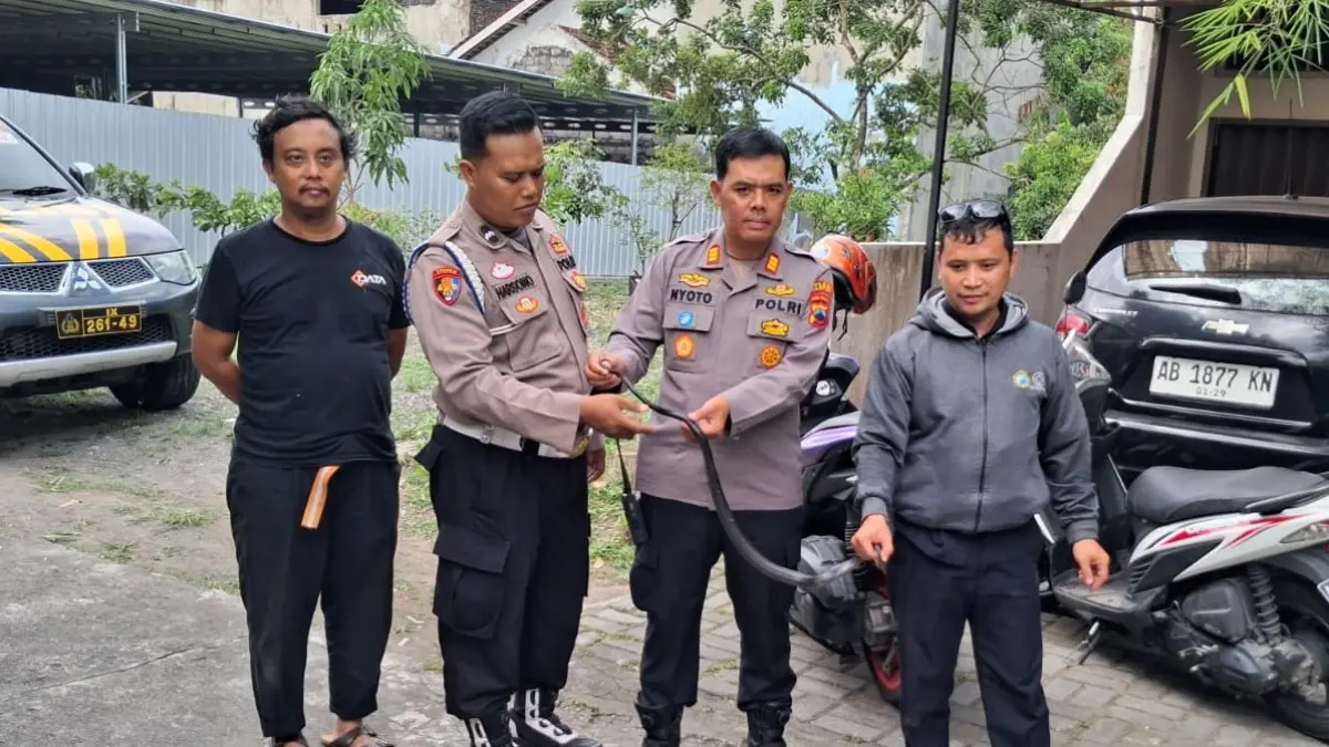 Proses evakuasi terhadap ular kobra dengan panjang 1,2 meter di Dusun Pemukti Baru, Jalan Parkit III, Desa Tlogo, Kecamatan Prambanan, Kabupaten Klaten. (Dokumentasi Polsek Prambanan)