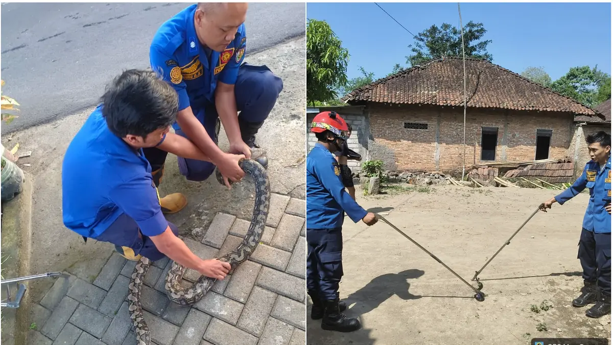 Personel Damkar Sukoharjo cekatan tangani ular yang masih permukiman. (DOK.DAMKAR BOYOLALI)