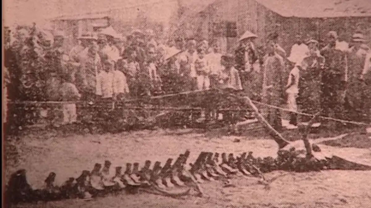 Foto tulang "naga" dari surat kabar ShenjingTimes 1934