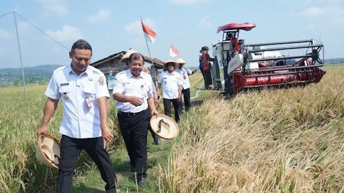 Panen raya padi di Kecamatan Klego dalam rangka peringatan Hari Jadi Boyolali belum lama ini. (ISTIMEWA)