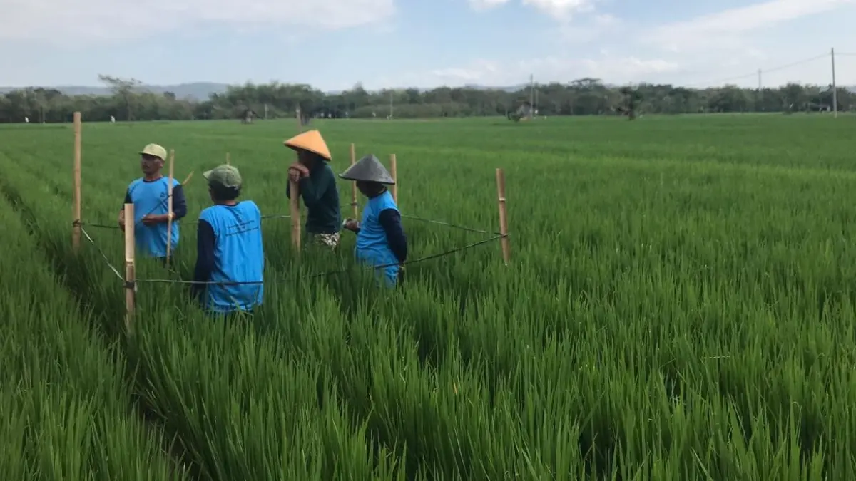 Selain tikus dan penggerek, di masa transisi iklim menuju musim kemarau dengan karakteristik suhu udara yang lebih panas turut memicu kemunculan hama wereng batang cokelat. (ABDUL KHOFID/RADAR SOLO)