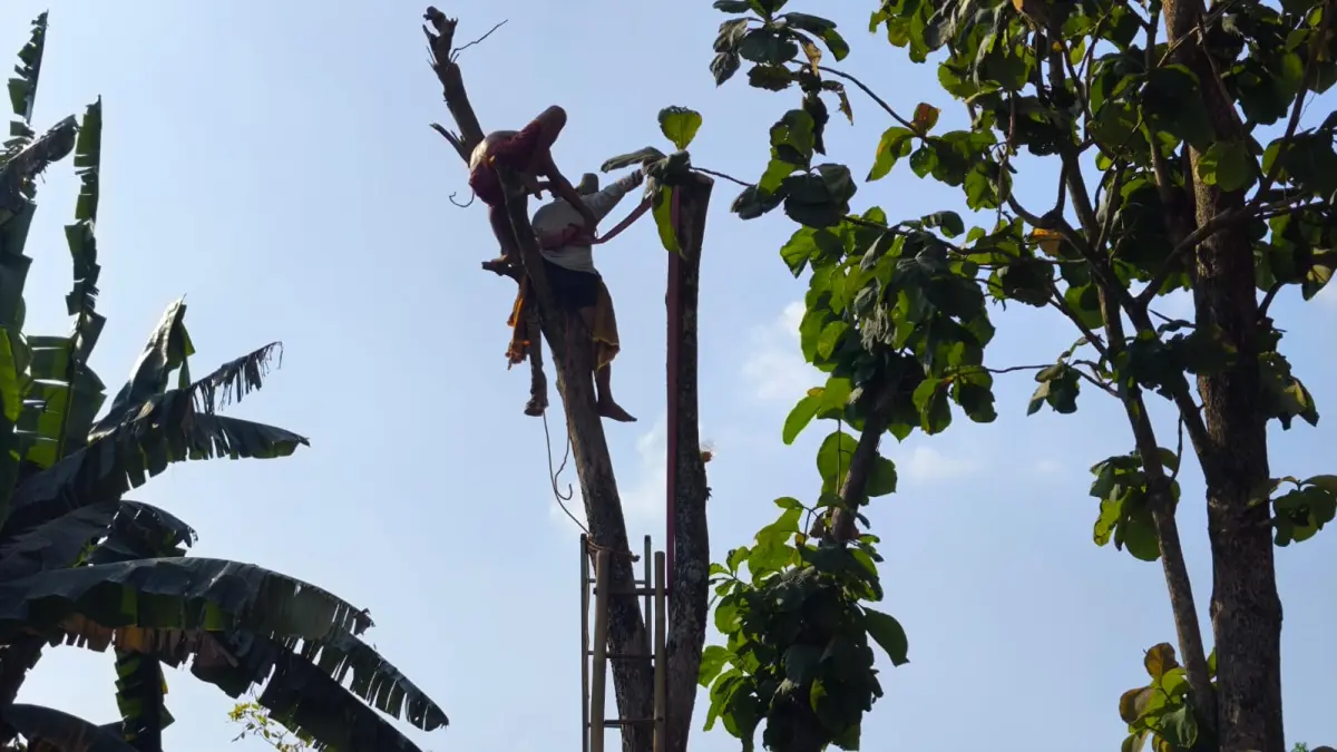 Evakuasi warga Lingkungan Pokoh RT 001/RW 003 Kelurahan Wonoboyo, Kecamatan Wonogiri Kota yang pingsan di atas pohon jati, Jumat (5/6/2026) (DOK.BPBD WONOGIRI)