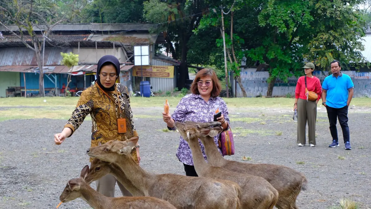 Wawali Solo Astrid Widayani berinteraksi dengan rusa-rusa di Taman Sriwedari. (Humas Pemkot Solo)