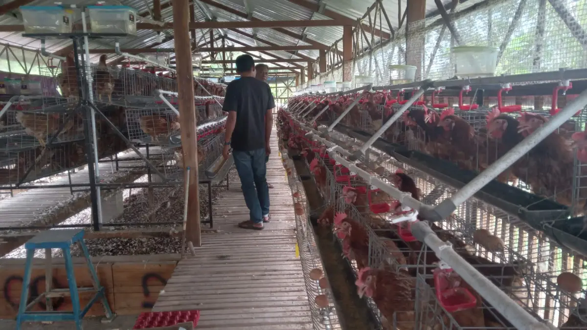 Peternakan ayam petelur yang dikelola BUMDes Sari Rejeki Desa Tepisari, Polokarto, Sukoharjo. (IWAN KAWUL/RADAR SOLO)