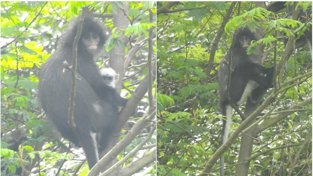 Surili Jawa (Presbytis fredericae) terpantau di hutan pegunungan Gunung Merbabu. (DOK.BTNGMb)