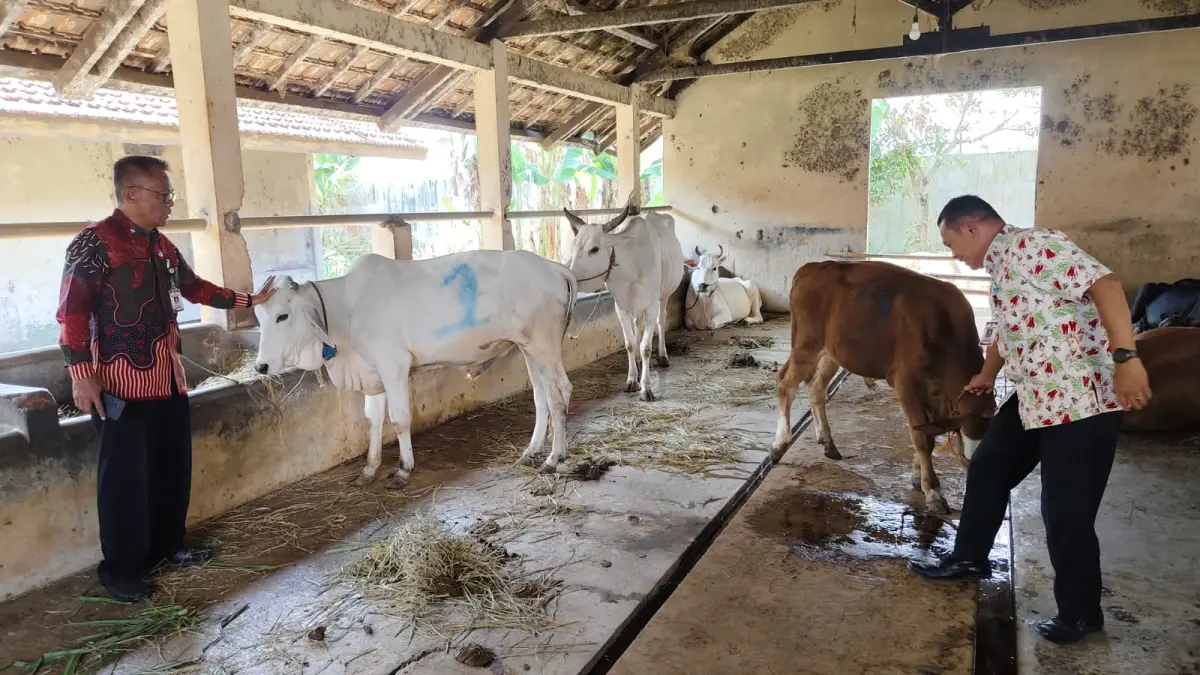 Lelang sapi hasil inseminasi atau kawin suntik di UPTD Pembibitan Ternak yang dikelola Distankan Sukoharjo, Kamis (11/6). (IWAN KAWUL/RADAR SOLO)