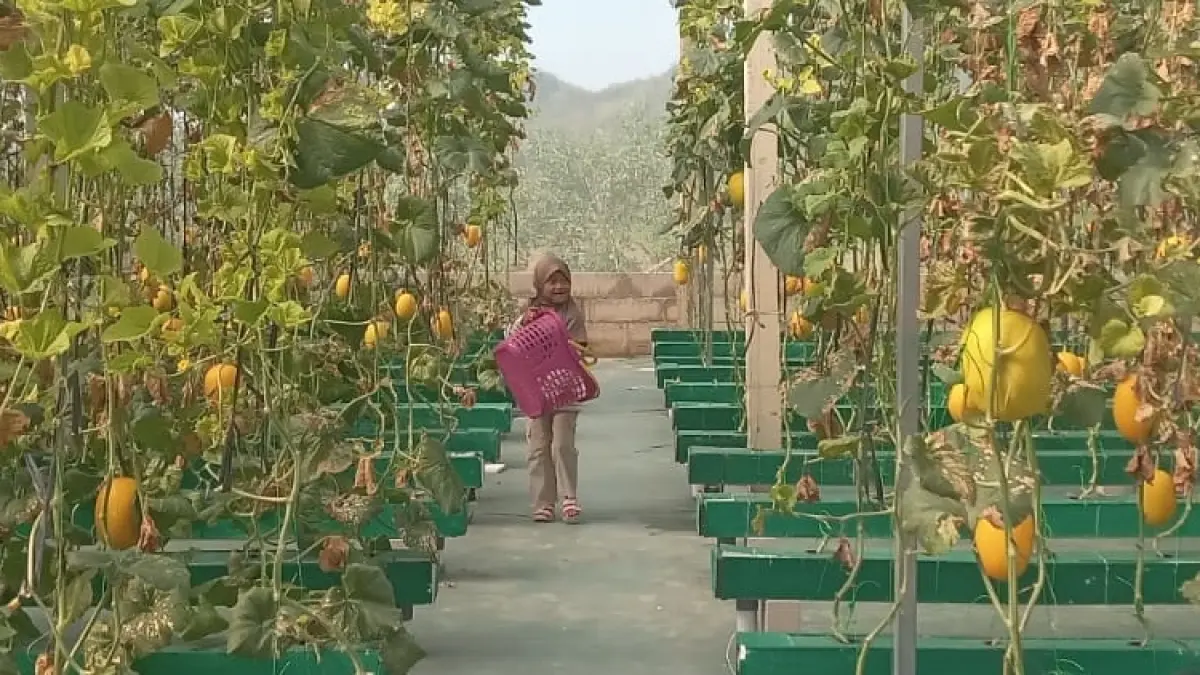 Panen melon sweet lavender di greenhouse milik BUMDes Lembayung Senja, Desa Jangglengan, Kecamatan Nguter, Sukoharjo, Selasa (16/6). (IWAN KAWUL/RADAR SOLO)