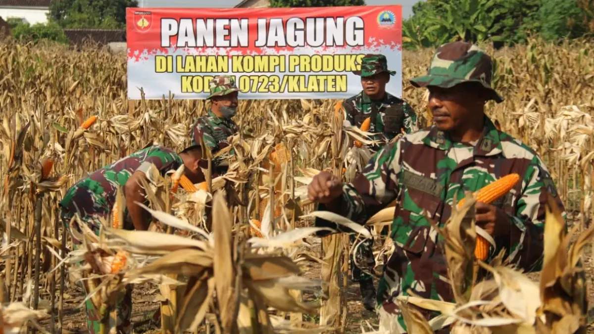 Panen raya di lahan Kompi Produksi Kodim 0723/Klaten, Desa Karangan, Kecamatan Karanganom, Kabupaten Klaten. (Dokumentasi Kodim Klaten)