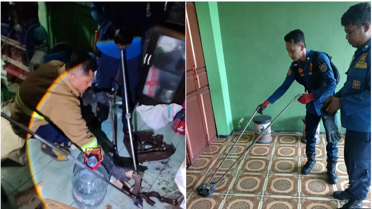 Personel Damkar Boyolali mengevakuasi ular yang masuk ke rumah warga. (DOK.DAMKAR BOYOLALI)