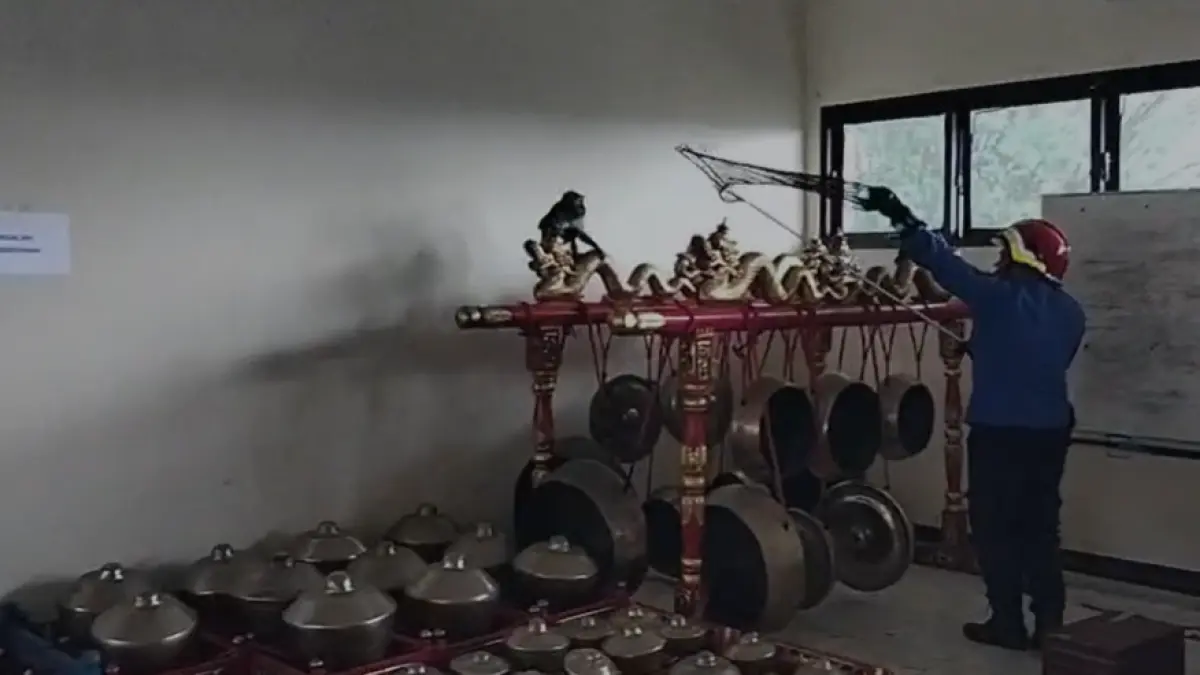 Petugas Damkar Sukoharjo mencoba mengevakuasi kera liar ekor panjang yang mengacak-acak gamelan di Laboratorium Budaya Univet Bantara, Senin (22/6). (DOK. DAMKAR SUKOHARJO)
