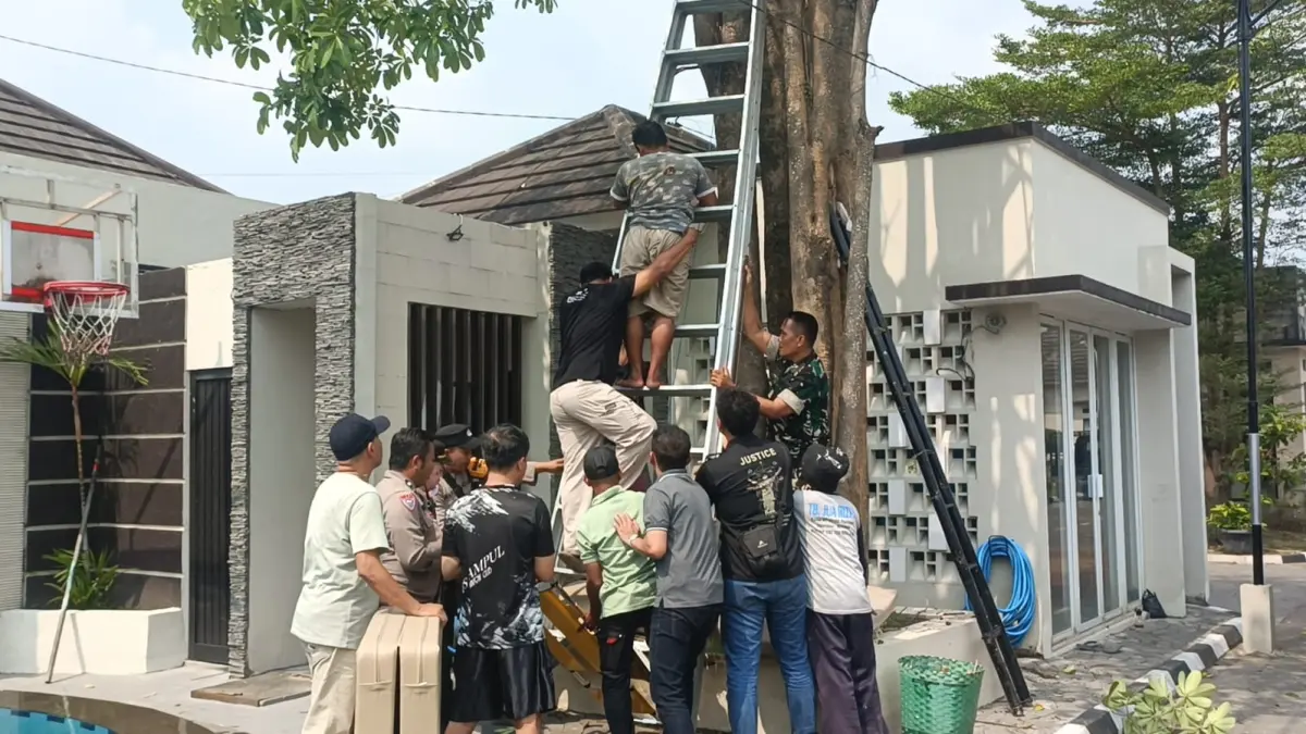 Proses evakuasi pekerja yang tersengat listrik saat memangkas dahan pohon di Dusun Serongan, Desa Mayang, Kecamatan Gatak, Selasa (23/6). (Iwan Kawul/Radar Solo)