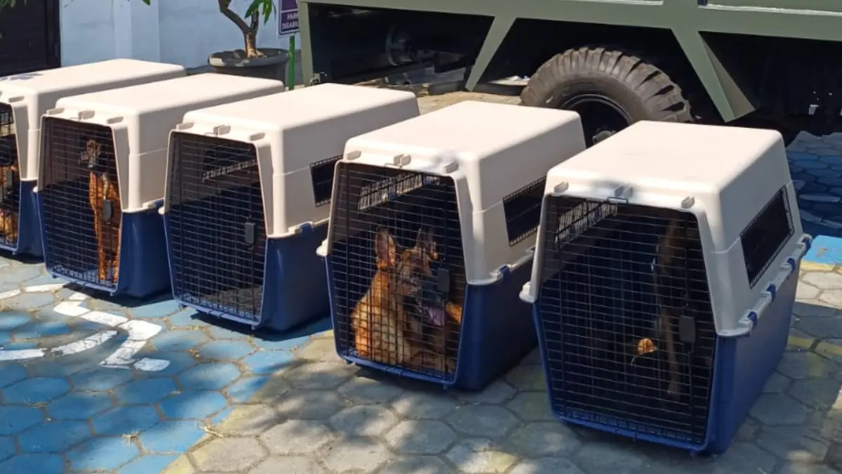 Anjing-anjing militer milik kesatuan TNI di Kabupaten Sukoharjo diperiksa kesehatannya, Jumat (26/6). (IWAN KAWUL/RADAR SOLO)
