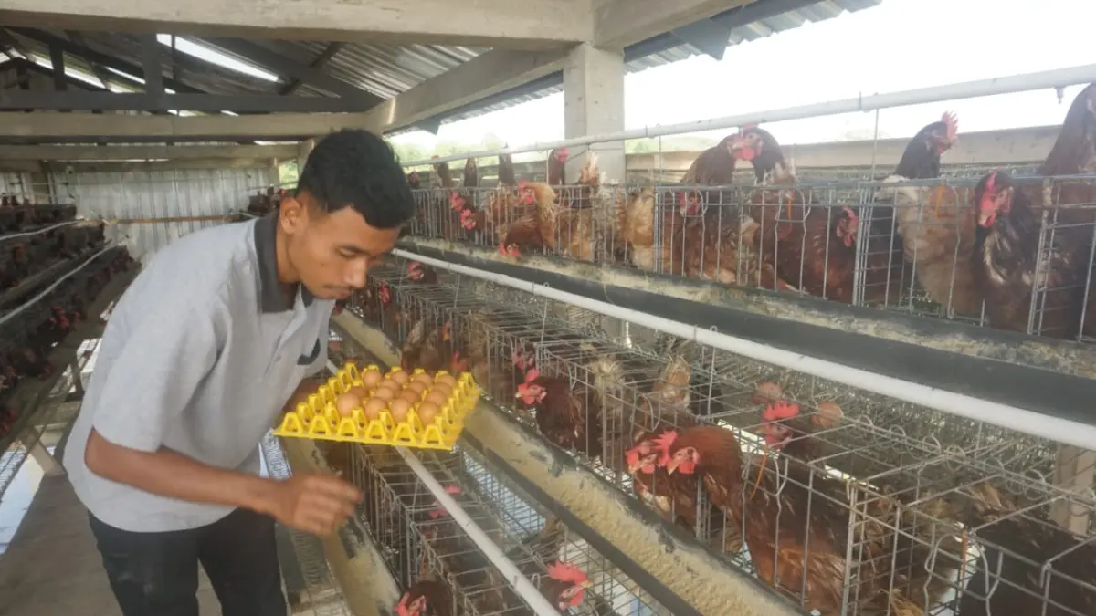 Pengambilan telur di kandang ternak milik BUMDes Sejahtera Kranggan. (ANGGA PURENDA/RADAR SOLO)