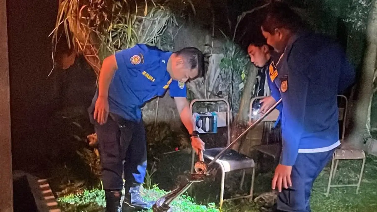 Personel Damkar Boyolali evakuasi ular di kawasan Perumahan Griya Pulisen, Kecamatan Boyolali, Minggu (28/6/2026) malam. (DOK.DAMKAR BOYOLALI)