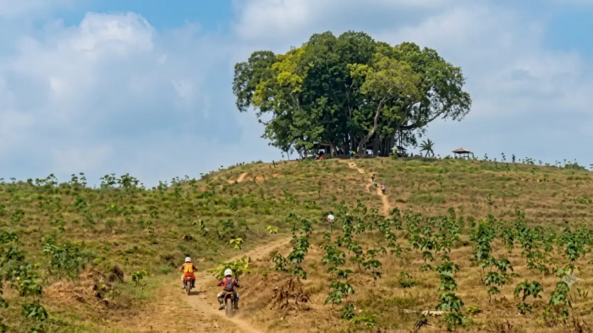 Ringin kembar ikon Desa Sewurejo, Kecamatan Mojogedang, Karanganyar memiliki jejak sejarah perjuangan kemerdekaan. (Rudi Hartono/Radar Solo)