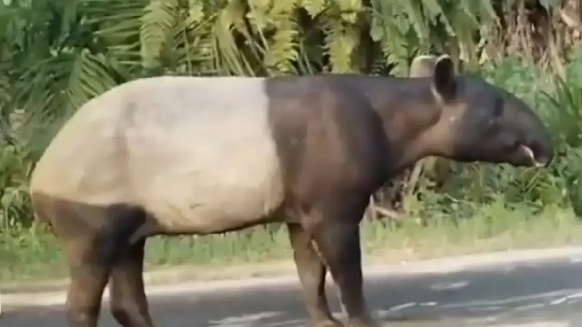 Tangkapan layar video viral hewan langka tapir di Jalan Lintas Timur (Jalinsum) Sumatera.