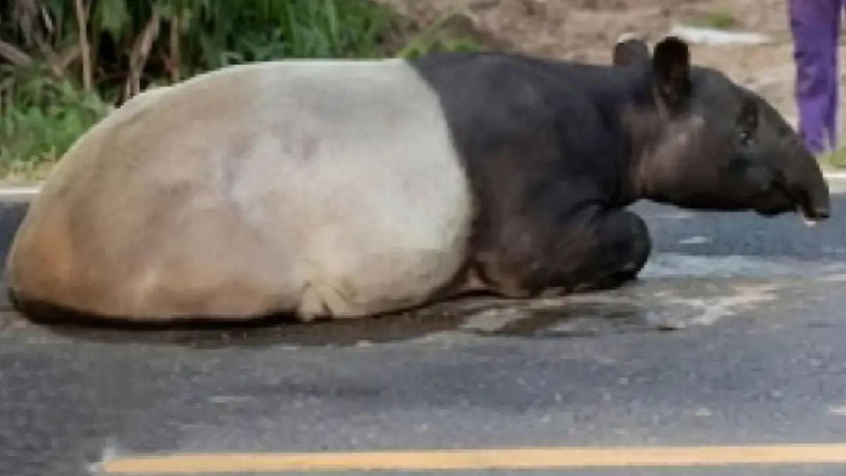 Viral tapir yang muncul di Jalan Lintas Timur Sumatera (Jalinsum), Register 45, Kabupaten Mesuji, Lampung.