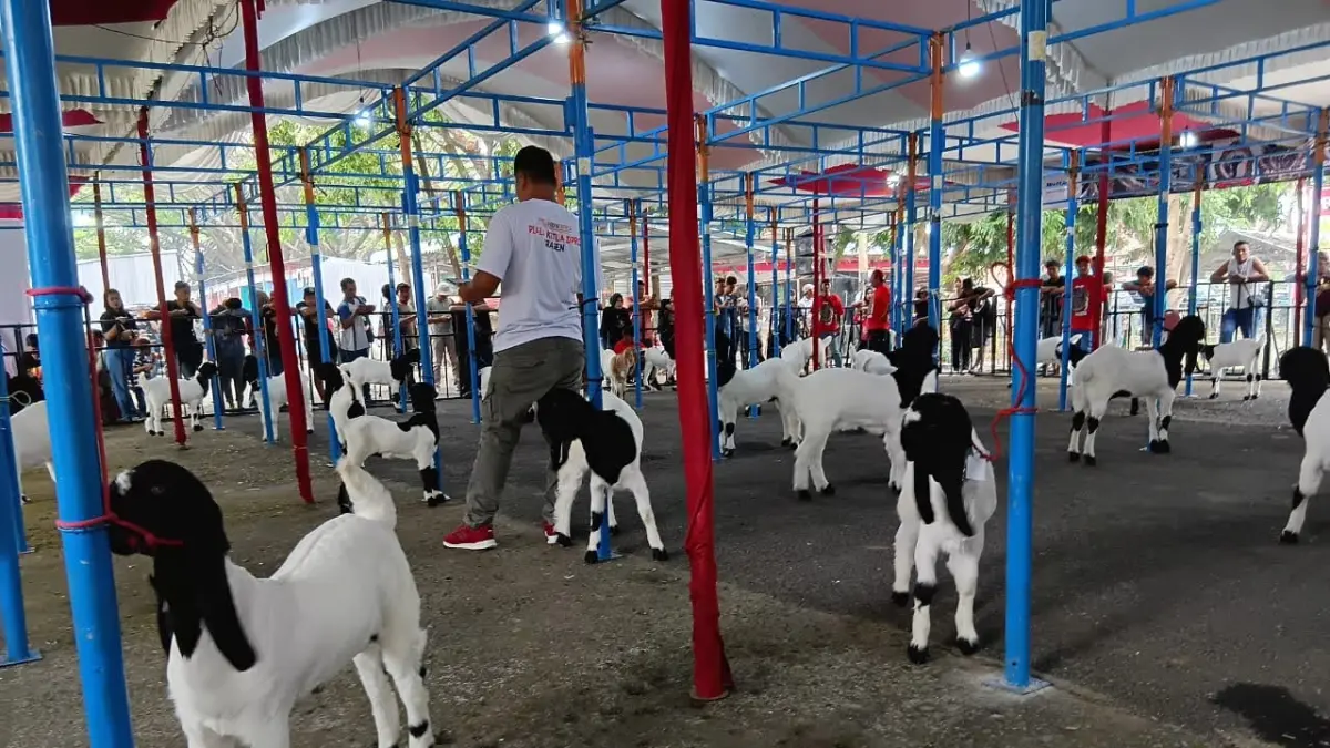 Kontes kambing di Sragen, beberapa waktu lalu. Peternak Sragen terpaksa gigit jari karena bantuan dari pemerintah dibatalkan. (Ahmad Khairudin/Radar Solo)