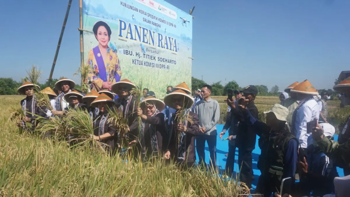 Komisi IV DPR RI saat melakukan panen raya di Desa Wonosari, Kecamatan Trucuk, Klaten (Angga Purenda/Radar Solo)